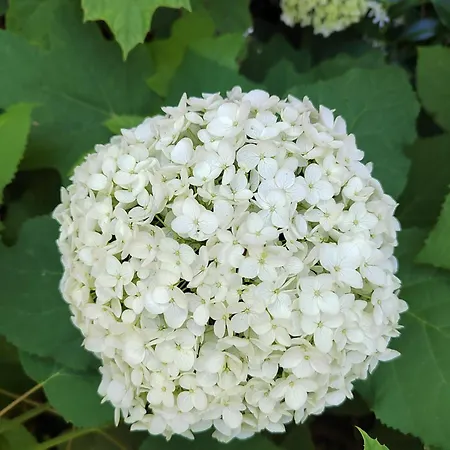 Il Dondolo Blu Флоренция