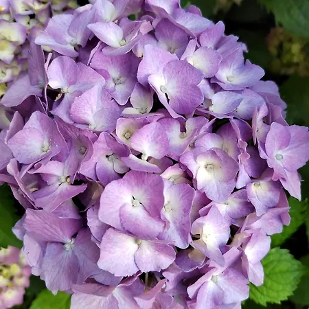 Гостевой дом Il Dondolo Blu 3*